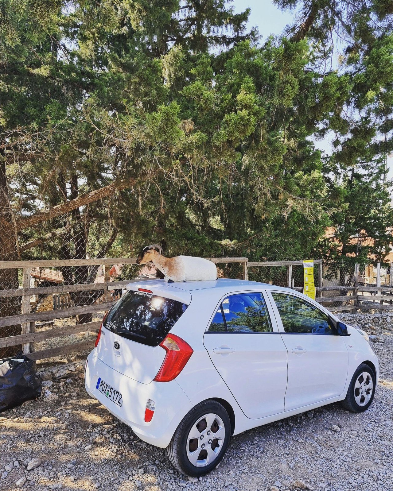 Small white rental car with a goat on the roof near Tsambika, Rhodes, photographed by Looneytravels.